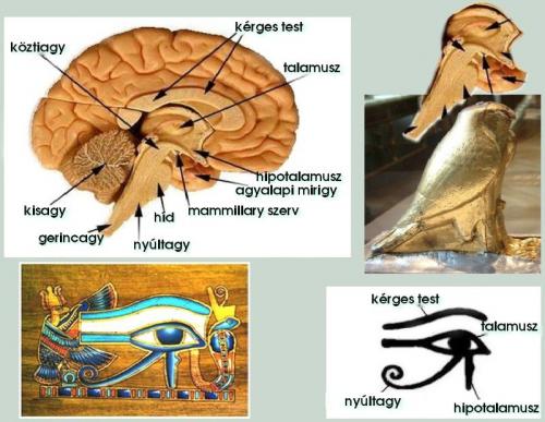 Tobozmirigy: a “Harmadik Szem” szerve