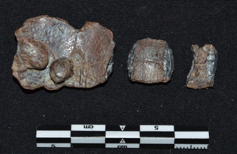 Májat formázó átoktábla