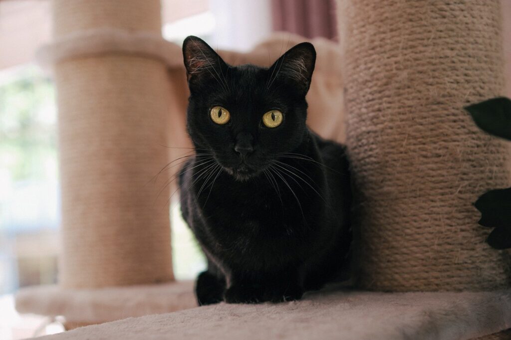 A macskák az otthonok spirituális védelmezői is. Kép: pixabay