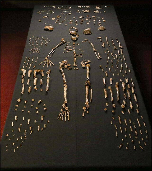 A Homo Naledi csontváza. Kép forrása